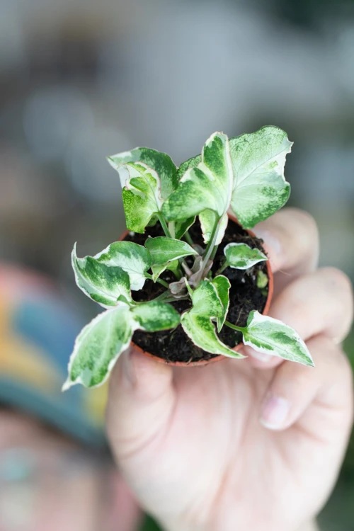 Syngonium Starlite-5.jpg