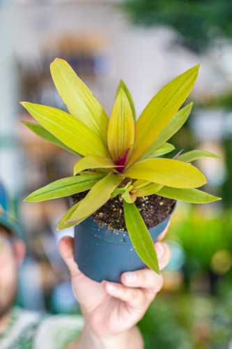 Tradescantia spathacea Sitara Gold-1.jpg