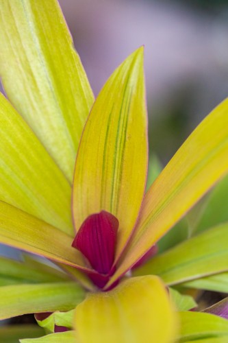 Tradescantia spathacea Sitara Gold-2.jpg