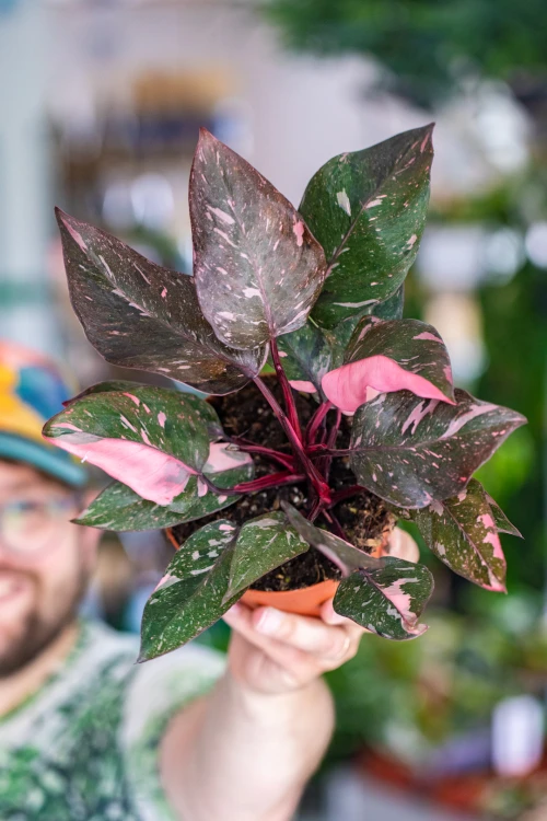 Philodendron Pink Princess Marble-1.jpg