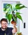 Monstera Burle Marx Flame-6.jpg