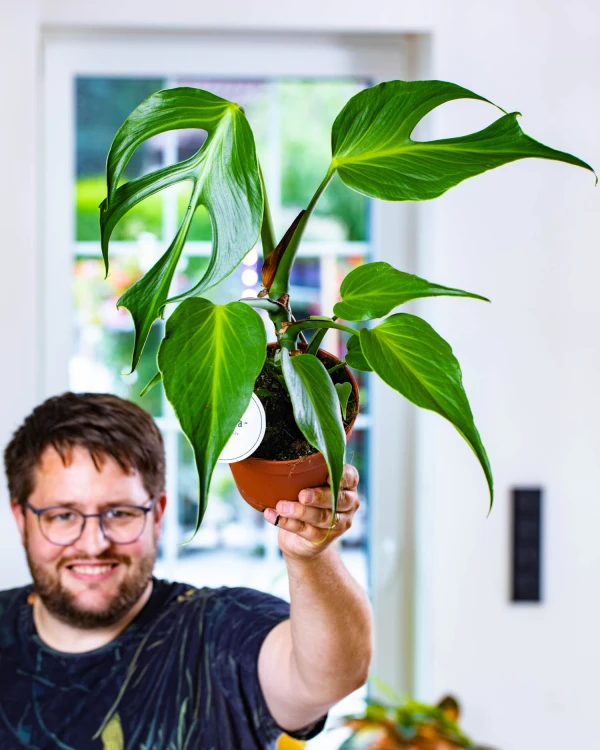 Monstera Burle Marx Flame-6.jpg