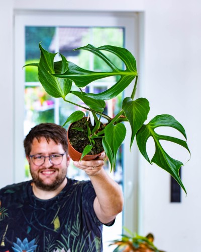 Monstera Burle Marx Flame-23.jpg