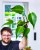 Monstera Burle Marx Flame-16.jpg