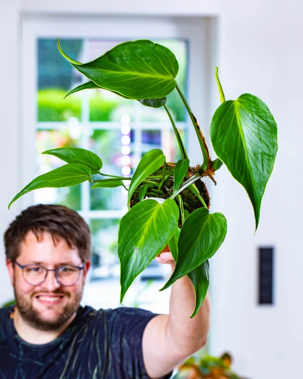 Monstera Burle Marx Flame-16.jpg