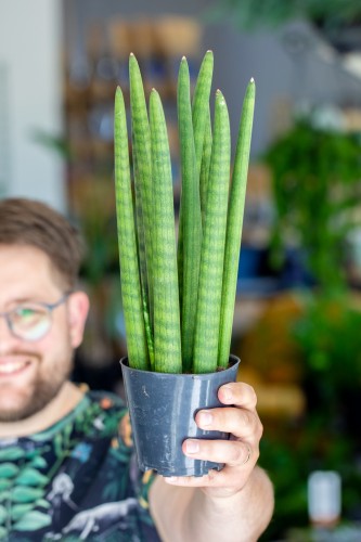 Sansevieria Cylindrica-1.jpg