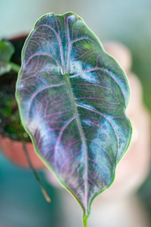 Alocasia Azlanii-2.jpg