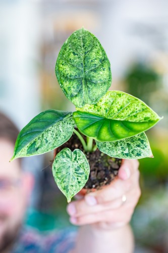 Alocasia Dragon Scale Mint-1.jpg