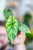 Alocasia Dragon Scale Mint-2.jpg