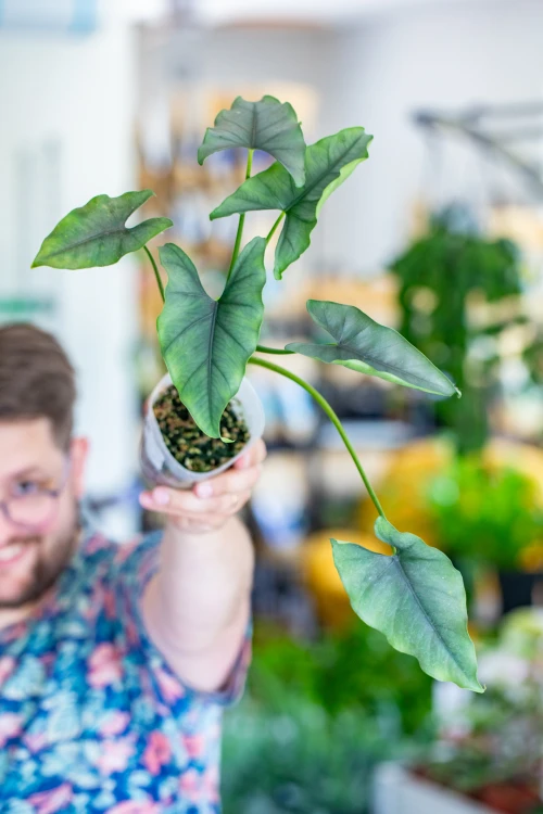Alocasia Farisii-4.jpg