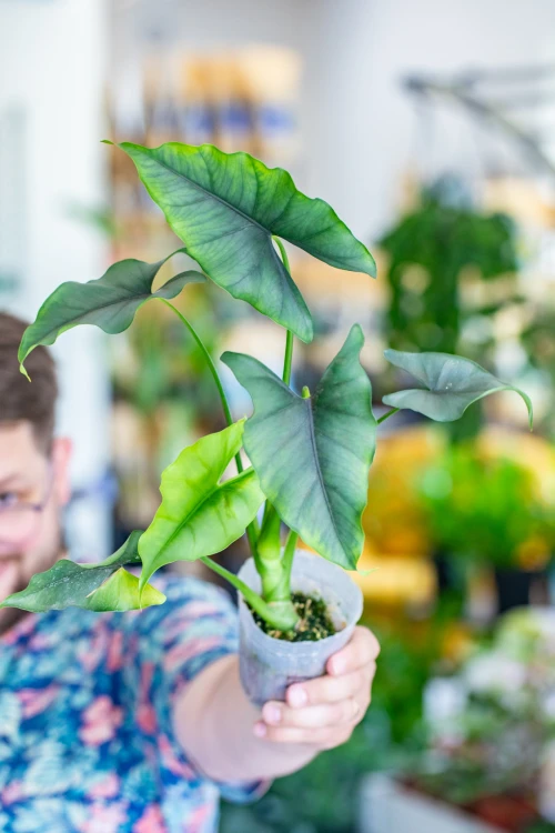 Alocasia Farisii-5.jpg