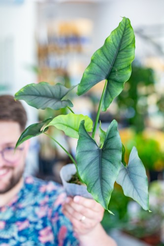 Alocasia Farisii-1.jpg
