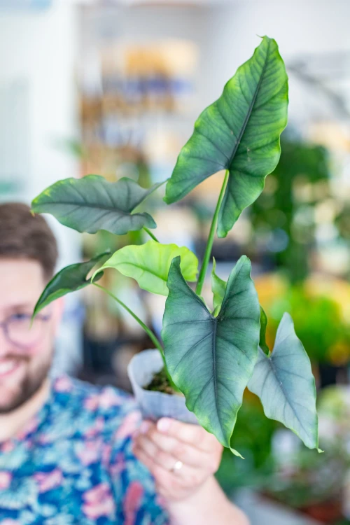 Alocasia Farisii-1.jpg