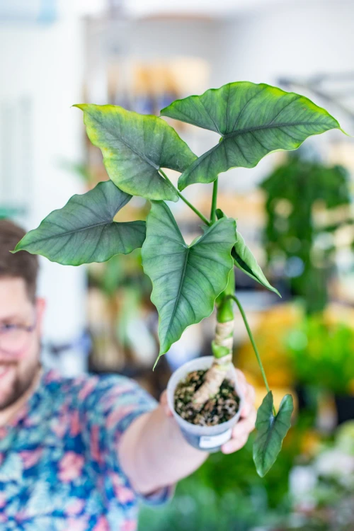 Alocasia Farisii-3.jpg