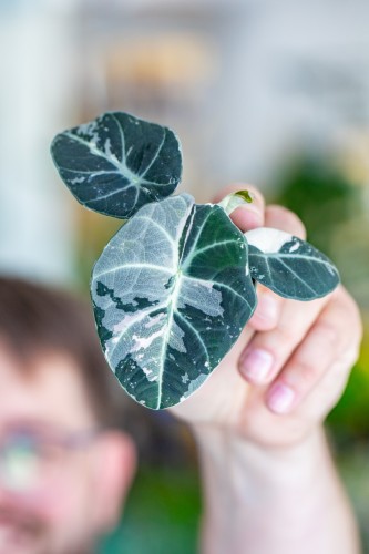 Alocasia Ninja Mint Variegata-1.jpg