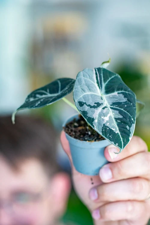 Alocasia Ninja Mint Variegata-2.jpg
