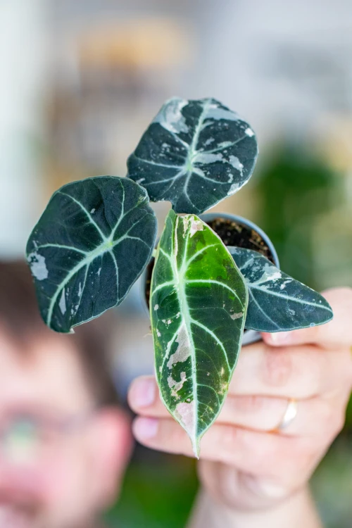 Alocasia Ninja Mint Variegata-3.jpg