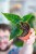 Alocasia Olanii-1.jpg