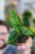 Alocasia Olanii-2.jpg