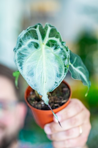Alocasia Venom-1.jpg