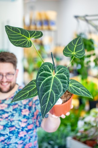 Anthurium Regale XL-1.jpg