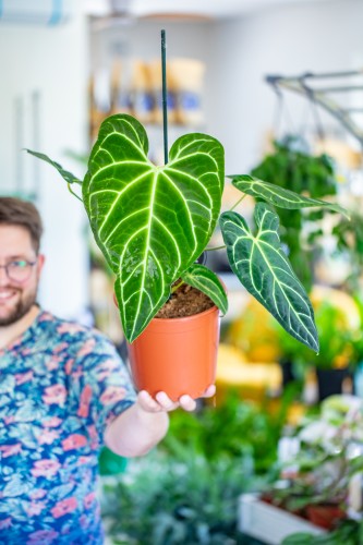 Anthurium Regale XL-2.jpg