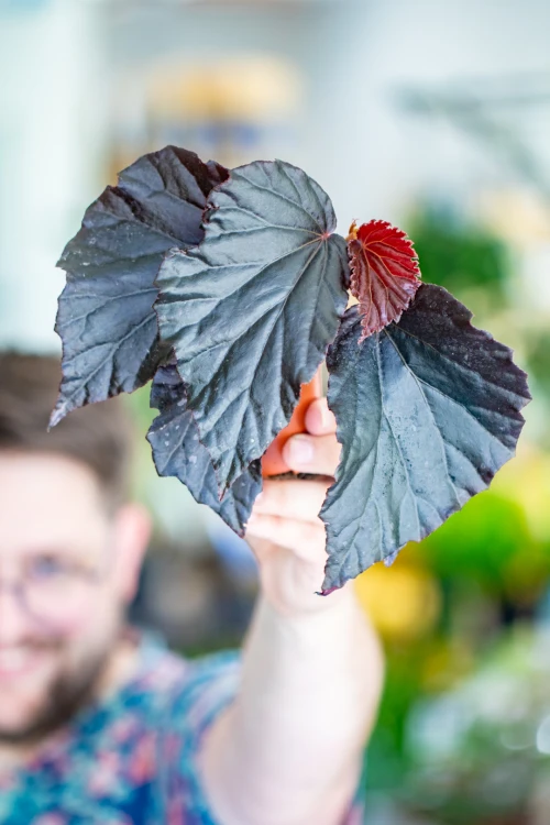 Begonia Black Cat-1.jpg