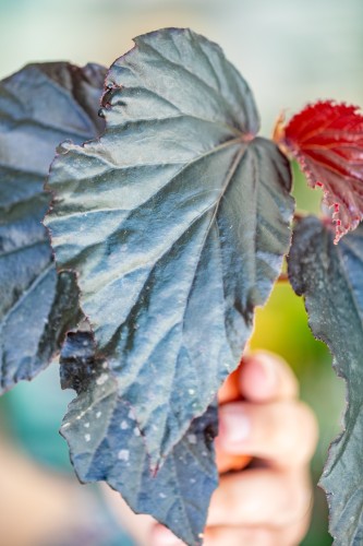 Begonia Black Cat-2.jpg