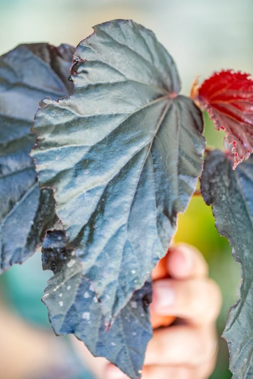 Begonia Black Cat-2.jpg