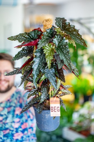 Begonia Black Forest-1.jpg