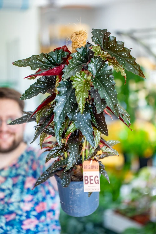 Begonia Black Forest-1.jpg