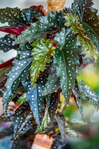 Begonia Black Forest-2.jpg