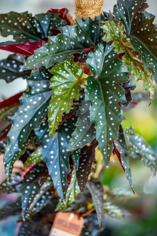 Begonia Black Forest-2.jpg