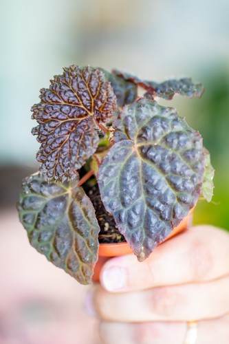 Begonia Black Mountain-1.jpg
