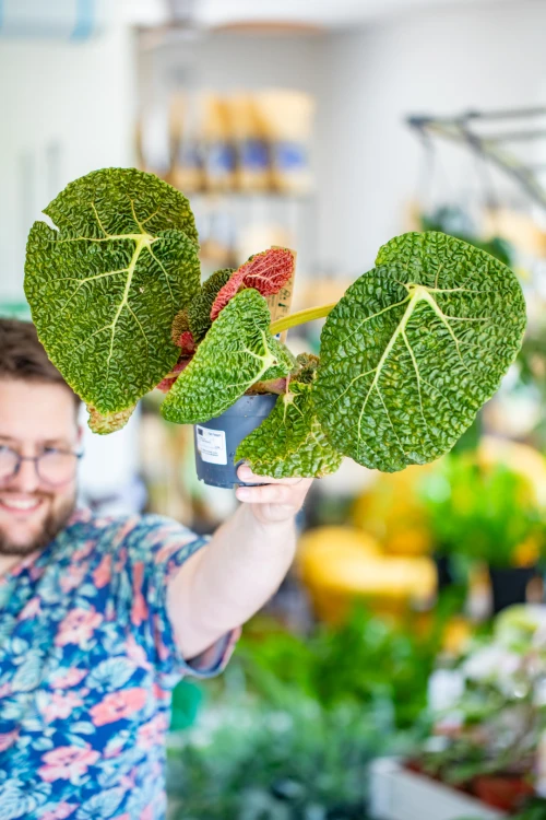 Begonia Gehrtii ø12 cm-1.jpg