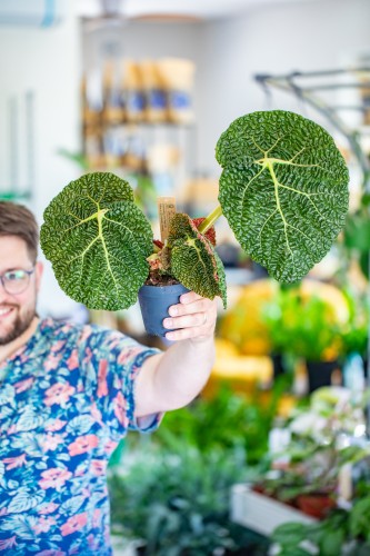 Begonia Gehrtii ø12 cm-2.jpg