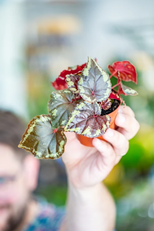 Begonia Ignita-1.jpg