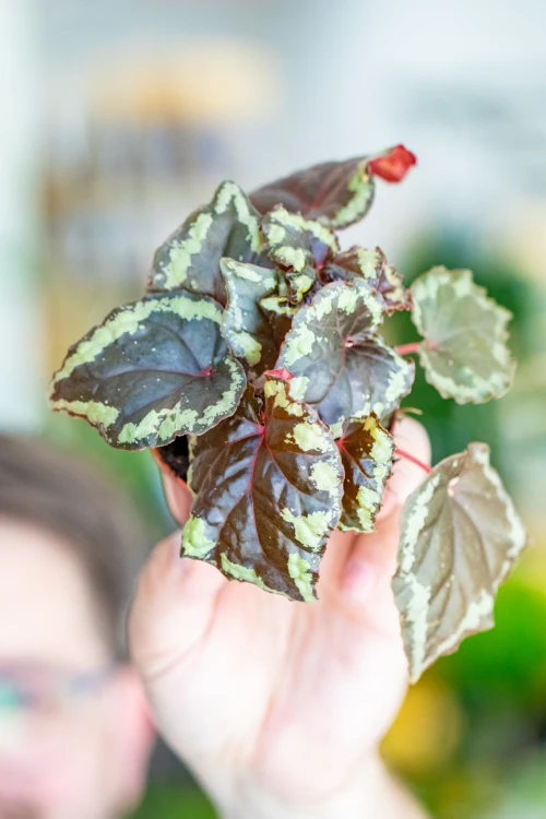 Begonia Ignita-2.jpg