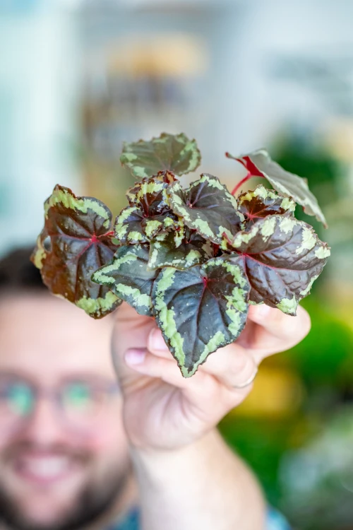 Begonia Ignita-3.jpg