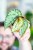Begonia Lucifer-5.jpg