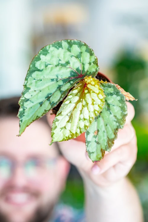 Begonia Lucifer-5.jpg