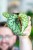 Begonia Lucifer-6.jpg