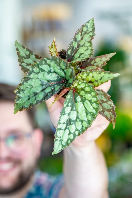 Begonia Lucifer-7.jpg