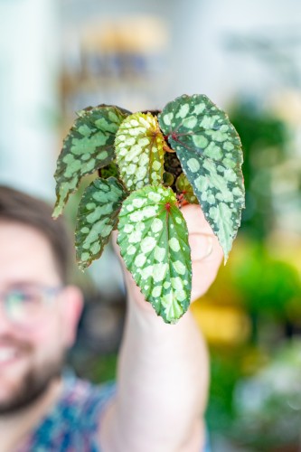 Begonia Lucifer-1.jpg