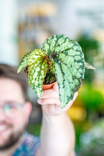 Begonia Lucifer-2.jpg