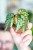 Begonia Lucifer-4.jpg