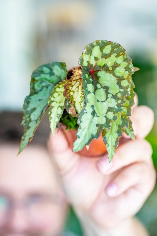 Begonia Lucifer-4.jpg