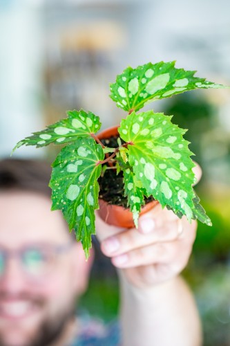 Begonia Mantuk ø8 cm-1.jpg