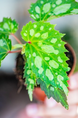 Begonia Mantuk ø8 cm-2.jpg