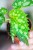 Begonia Mantuk ø8 cm-2.jpg